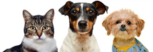 EXPLORAR TODOS LOS PRODUCTOS