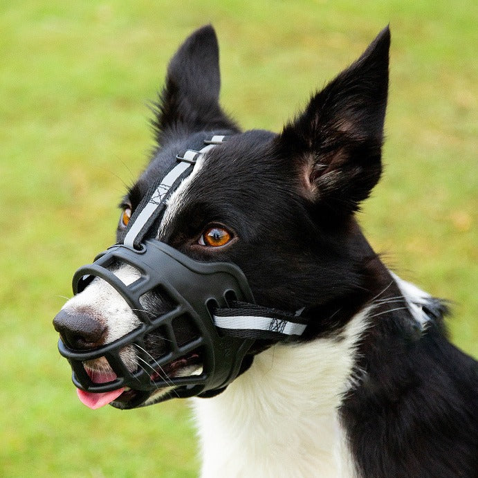 Bozal "BarkGuard" para Perros